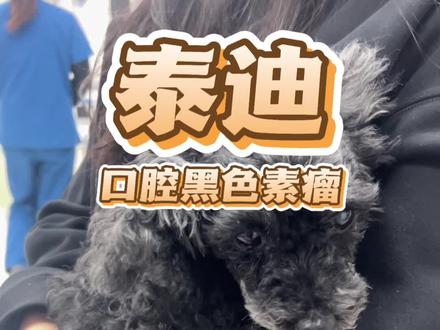 相识多年的宠主,14岁泰迪得了口腔黑色素瘤,这种肿瘤90%是恶性的,且很易转移。狗狗已经进入进食困难的阶段,颌骨也慢慢被侵犯。主人很是焦虑,辗转咨询了很多医生,最终决定决定手术切除。给14岁老年犬手术,也是顶着巨大心理压力,好在愈后良好,手术一个多月了,狗狗一切正常。#万物可爱计划 #科学养宠攻略 #狗狗肿瘤 #狗狗黑色素瘤 #萌宠日常记录