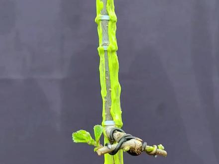 榆树盆景素材跌枝改做#盆景 #盆景制作 #榆树 #内容启发搜索