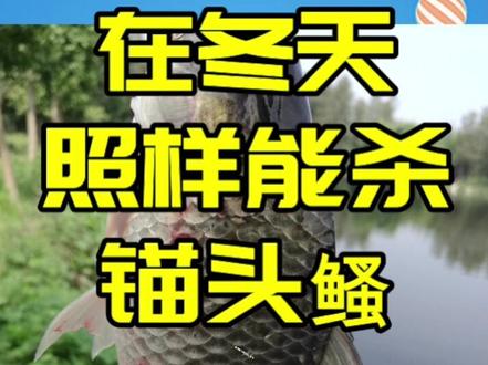 在冬天照样能杀锚头鳋#水产养殖 #养鱼