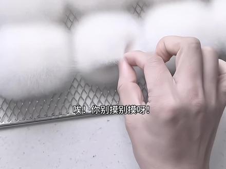 唉!霉女!你别摸呀! #我的毛豆腐很曼妙 #霉豆腐后续 #霉豆腐制作 #自制霉豆腐 #霉豆腐