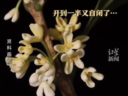 集体迟到,桂花香去哪了? 你们那里闻到桂花香了没?