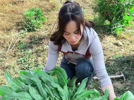 分享一些可以吃的野菜,你吃过多少种?#三农 #我的乡村生活 #野菜 #乡村生活