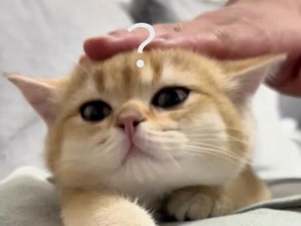 小猫得魔法!!#猫咪 #小猫 #得劲魔法
