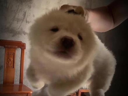 中国版萨摩耶,土松犬。中华田园犬的高颜值。#土松犬#中华田园犬 #狗