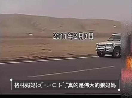 我留下这三段影像拼凑在一起,很模糊,很珍贵,留着#李微漪#格林#重返狼群 #爱的陪伴 #亦风
在我眼里,为格林重返狼群的妈妈美得闪闪发光。