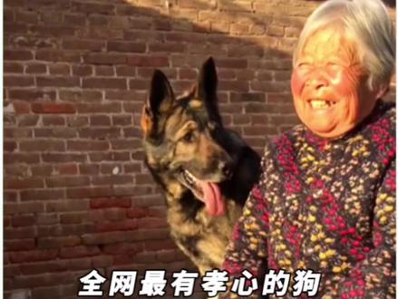 全网最有孝心的狗,将96岁奶奶宠上天 #萌宠狗狗 #动物的迷惑行为 #萌宠出道计划