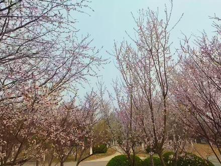 还在纠结AVATA360买哪个套餐么?咱们一起纠结! #avata360 #avata2 #无人机航拍 #fpv穿越机