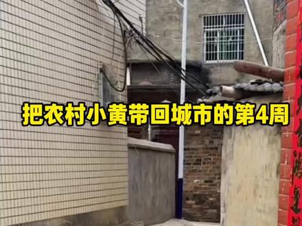 把农村小黄带回城市的第4周!进步很大哦~ #中华田园犬 #土狗咋了 #狗狗 #大黄 #萌宠出道计划