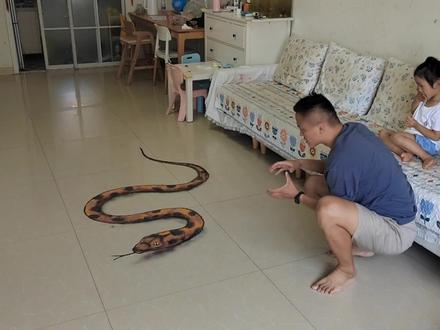 我的天,就问你怕不怕😂 #爬行动物 #眼镜蛇 #意不意外 #蟒蛇 #立体画视觉效果