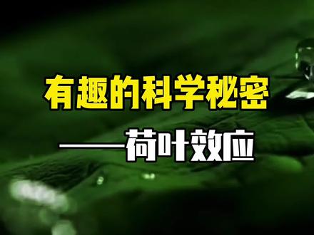 揭开荷叶出淤泥而不染的奥秘,这可能会让你茅塞顿开! #荷叶效应 #涨知识 #科普知识