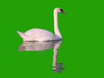 水中天鹅倒影#素材 #人与自然和谐共处