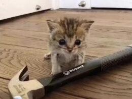 关于土象星座的隐喻#土象星座 #摩羯座 #金牛座 #处女座 #配音