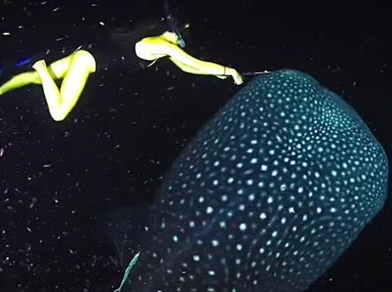 一口巨大的鱼钩挂在鲸鲨嘴角,生命危在旦夕,勇敢的潜水员接力救援#动物救助 #鲸鲨 #海洋生物 #万物皆有灵 #传递正能量