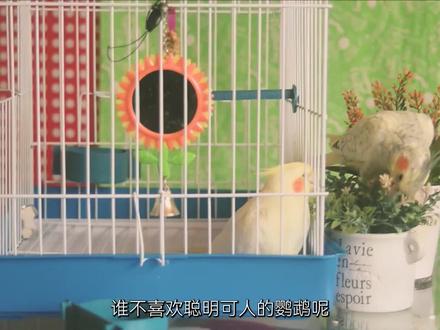 国内三大鹦鹉到底怎么选?御三家之争!
