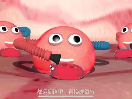 呼吸是一个气体交换的过程 教科版四年级上册科学教材同步实验内容,呼吸与消化 呼吸是一个气体交换的过程#教科版小学科学 #科普 #生物 #动画