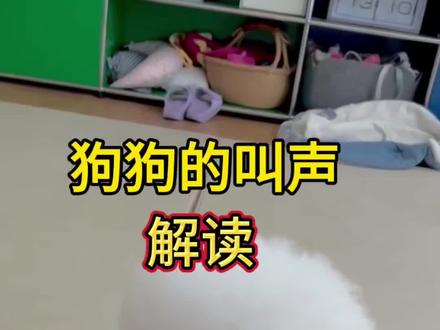狗狗叫声解读#狗狗#养狗小知识#养狗经验分享#新手养狗#养狗人