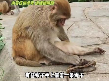 原来动物没我们想象的那么单纯 #猴子 #吗喽 #万万没想到