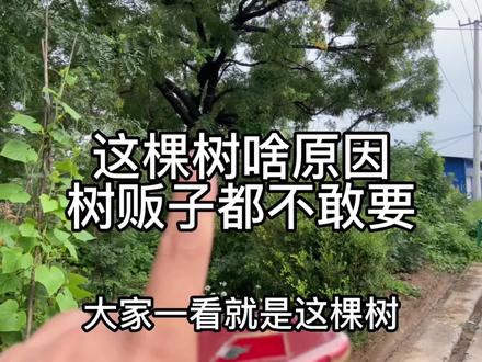 村里长了几十年的老树,为啥树贩子都不要,到底啥原因?有人知道吗!#槐树 #农村院子 #7080后的回忆