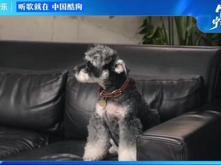 恭喜刘宇宁成为酷狗音乐首位代言人,