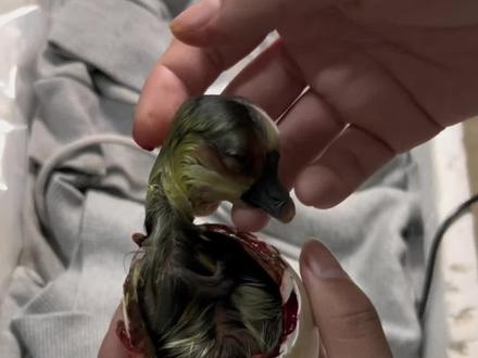 世界上最大的鹅你知道是什么吗?我孵化的狮头鹅出壳啦!#人工孵化 #蛋壳宝宝出生 #萌宠成长记 #坚强的小生命 #抖音养鸡人 @DOU+小助手