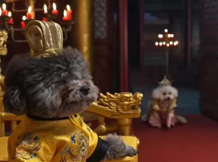 #抖音ai创作 宝宝豆妹宫斗戏第一场开机#泰迪#萌宠出道计划#狗#AI