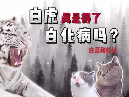 白虎是神白虎真是得了白化病吗? #白菜和杜比 #白虎