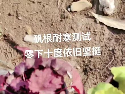 矾根耐寒测试中,零下十度依旧坚挺,继续测试中#基地直发 #爱生活爱养花 #抖音新农人2022 #我的花花草草🌸🌸 #矾根