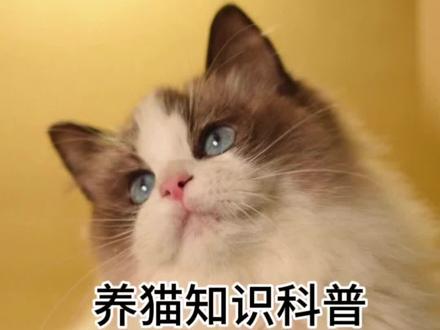 养猫知识科普#养猫经验分享