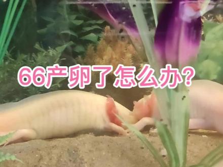 66产卵后怎么办?
#六角恐龙 #观赏鱼 #养鱼养心 #萌宠出道计划 #神奇动物在抖音