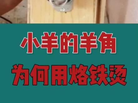 #看世界 #看世界涨知识 #小羊羔 小羊为什么要烫角