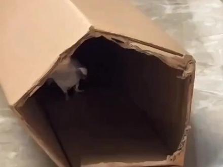 玄凤鹦鹉小鸡踢踏舞哈哈😀😀#手养鹦鹉 #鹦鹉 #萌宠日常记录 #玄凤日常 #玄凤鹦鹉吹口哨