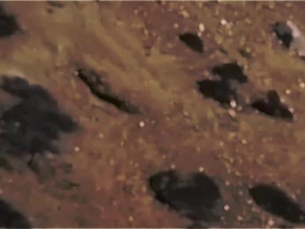 豹子捕山羊,一个拼命逃,一个不要命的追!何苦啊?