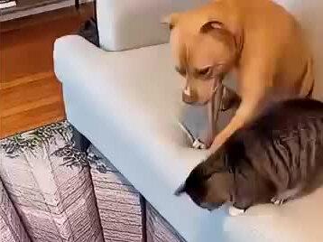 地毯有毒,猫咪被吓的怀疑人生