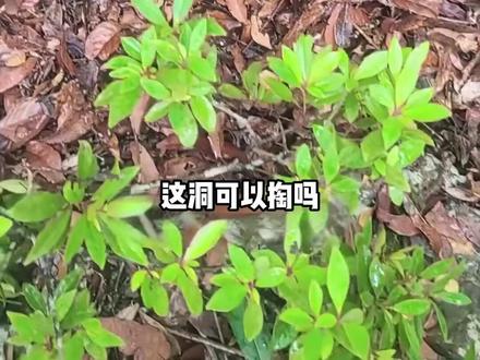 这些洞你掏过哪一种? #涨知识 #科普 #户外 #探险