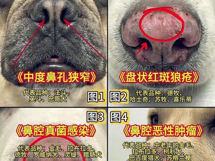 不同品种狗狗对应的鼻子病理分析。#金毛 #拉布拉多 #法斗 #狗狗健康