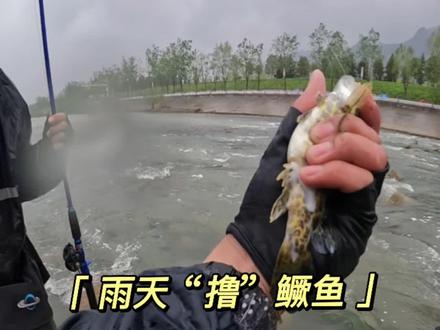 雨天去河里“撸”了下鳜鱼,终于知道了怎么分公母,而且终于知道鳜鱼这么小都能繁殖了!😐😐😐#原来钓鱼才是抖音运动顶流 #鳜鱼季 #路亚斑鳜 #风浪越大鱼更贵