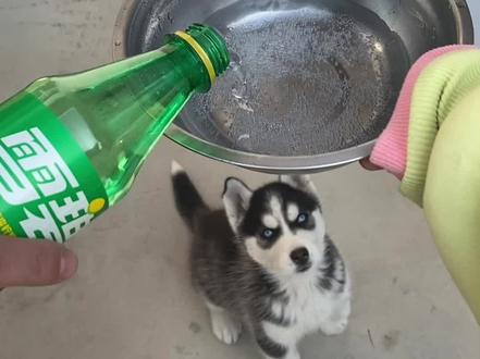 当狗子第一次喝雪碧她什么反应…#哈士奇 #发财是只哈士奇