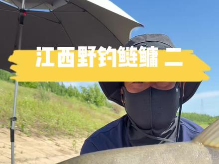 江西野钓鲢鳙 探钓神秘钓位#原来钓鱼才是抖音运动顶流 #化氏竿竿正口 #化氏飞鲨3s