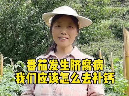 番茄上了脐腐病怎么办#种植经验分享 #番茄#三农