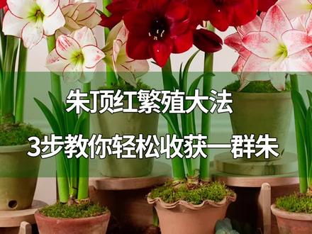 朱顶红繁殖大法,3步教你轻松收获一群朱@抖音小助手 #养花 #朱顶红#乡村守护人 #来抖音学农技
