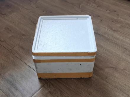 30条斑马鱼放到龟缸里,傻憨憨小乌龟开心坏了!五颜六色真好看! #乌龟 #龟 #宠物龟 #斑马鱼 # 鱼