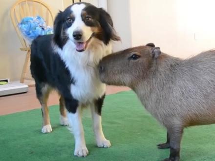 水豚有多贵?身价千万都养不起!点赞收藏,转发给你养得起水豚的朋友!#水豚 #科普 #动物 #萌物