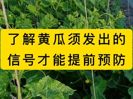 种黄瓜的瓜友们,一定要会看黄瓜得瓜须哦,瓜须会说话,会告诉我们瓜秧子的任何症状。熟记了,提前解决,黄瓜才能减少病害,高产哦😊#三农 #抖音助农 #黄瓜须#增产增收 #农业种植
