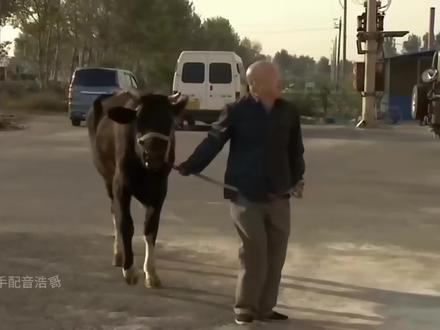 大爷要配牛?原来是误会。#河南方言 #搞笑配音 #万万没想到