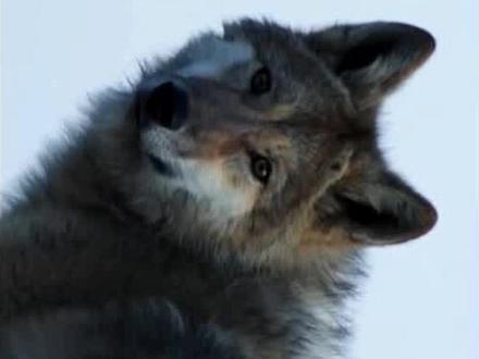 2026一直被格林狼感动着,一条红腰带在它没有口袋,没有抽屉还要面临迁徙,它却整整保存了7年,在重返狼群第10年的时候最后一次见到“李微漪妈妈”归还。希望格林狼还活着