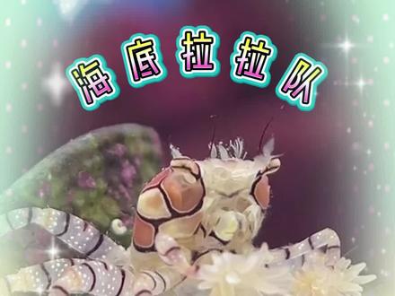 神奇的动物-拳击蟹 海底拉拉队-拳击蟹:海葵共生,色彩斑斓。#拳击蟹 #海洋生物 #神奇的动物在抖音 #美丽的生物