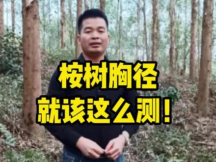 7年树龄,平均胸径21.8厘米,大家觉得可以砍了吗?#桉树 #桉树种植 #新农村计划2022 #抖音助农