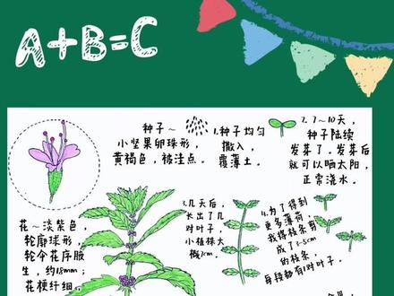 自然笔记~薄荷。大自然总有无尽的秘密,坚持观察自然,记录自然,提高和大自然的交流能力,大自然会给你越来越多的赞许和回报。#自然笔记 #自然笔记的手抄报 #薄荷自然笔记 #星河知识计划 #星河计划 @抖音青少年 @抖音青少年百科