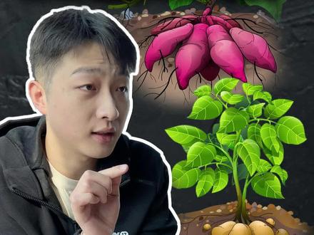 土豆、红薯,是茎是根一次全弄清楚!#三农小知识