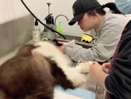 天宠宠物善终:天使巴图
谢谢爸爸妈妈在我生病后悉心照顾,让我没有痛苦的回到汪星,我要继续我新的旅途了#宠物火化 #重庆宠物殡葬服务 #重庆宠物善终